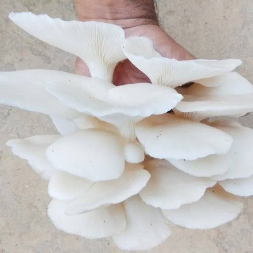 Fresh Mushroom