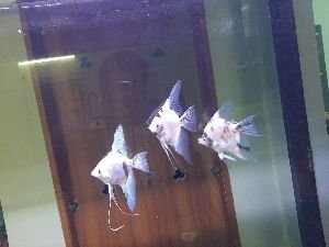 Fresh Water Aquarium Fish