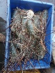 freshwater lobster
