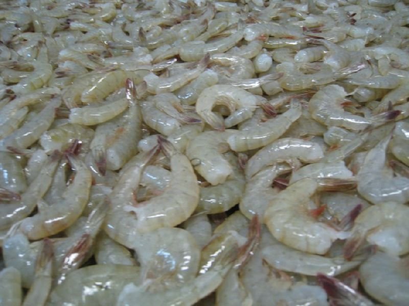 Frozen Headless Shrimp