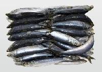 Frozen Sardine