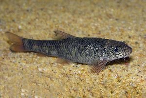 Garra Rufa Fish