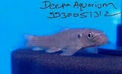 Garra Rufa Fish
