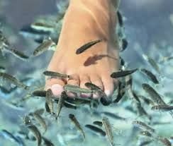Pangasius Fish