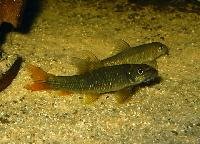 Garra Rufa Fish