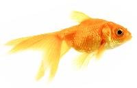 gold fishes