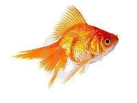 gold fishes