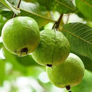 Organic Guava Plant