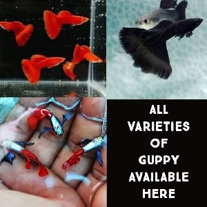 Guppy Fish