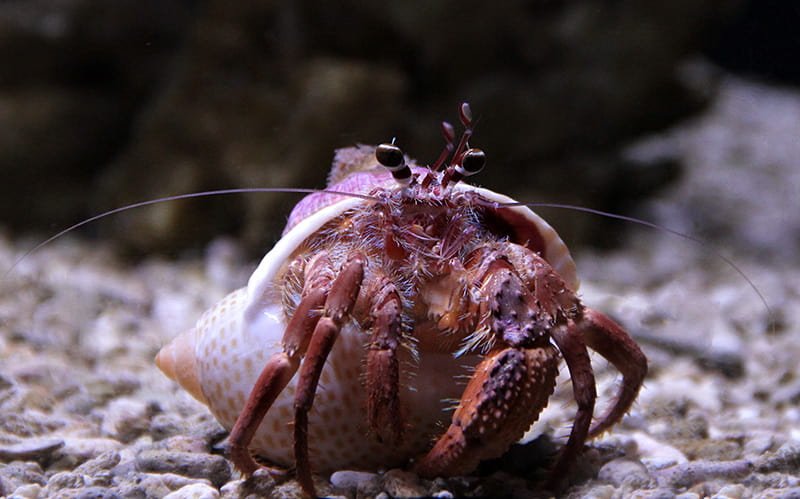 Hermit Crab
