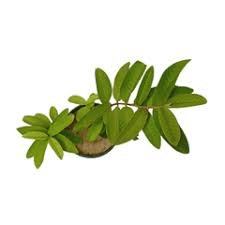 Guava Plant