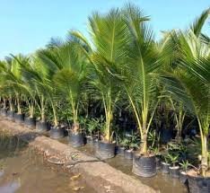Coconut Plant