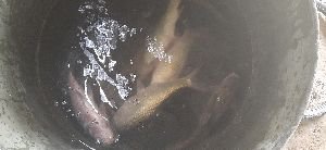 IMC Fish