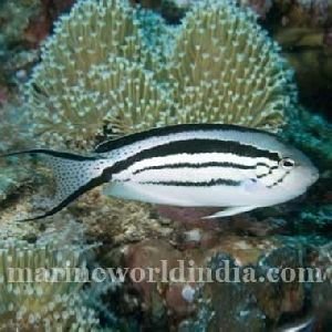 Lamarcks Angel fish