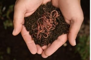 Live Earthworms