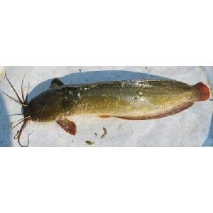 Magur fish