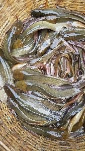 Magur fish