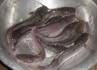 Magur fish