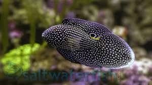 Marine Betta