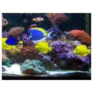 Marine Fish Aquarium