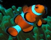 Marine Fishes