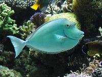 Marine Fishes