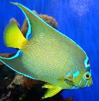 Marine Fish