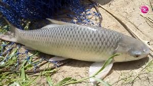 Mrigal Fish