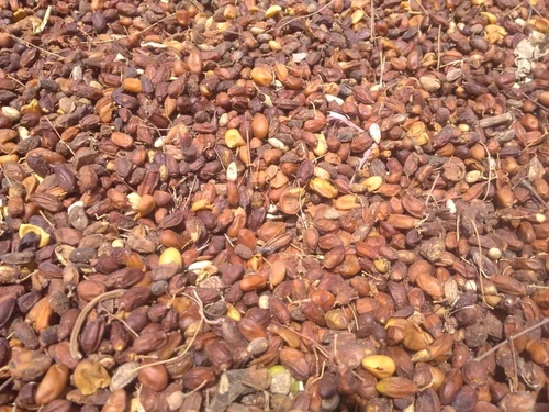 Neem Fruits