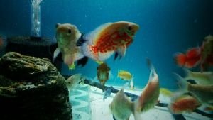Oscar Fish