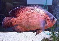 Oscar Fish