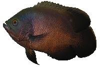 Oscar Fish