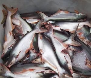 Pangasius Fish