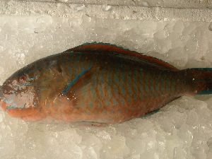 Parrot Fish