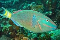 Parrot Fish