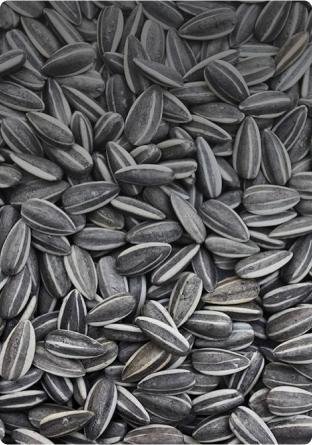 FANTASTIC VARIETIES OF STRIPED SUNFLOWER SEEDS: UZBEKISTAN AND SULTAN-AGRO
