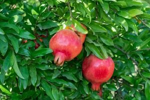 Organic Pomegranate Plant