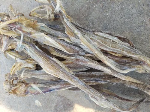 Bhel Kutta Sun Dry Fish