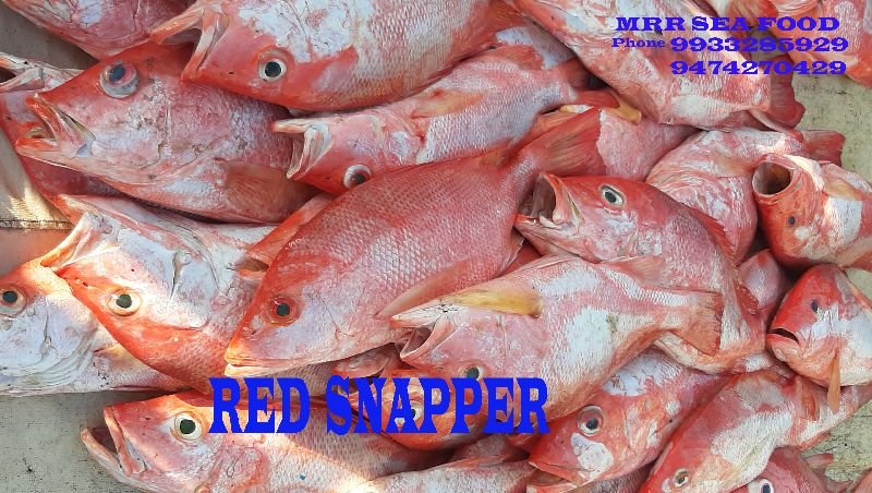 Red Snapper Fish