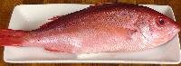 Red Snapper Fish