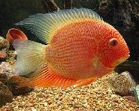 Red Spotted Severam4