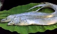 Ribbon Fish