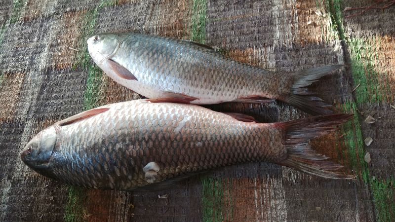 Rui Fish