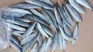 Frozen Sardines Fish