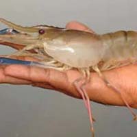 Scampi Fish