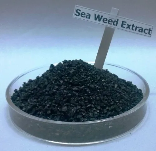 seaweed powder