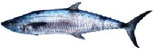 Vanjaram fish