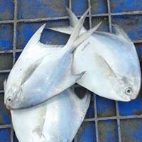 Silver Pomfret Fish