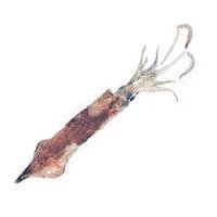 Squid Fish