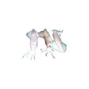 Fresh Squid Fish